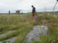 Burren flowers and Poulnabrone.jpg